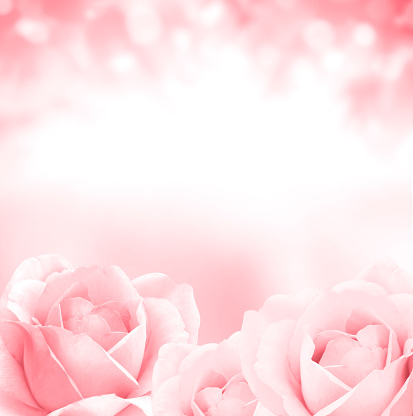 Blurred square background with three roses of pink color. Copy space for text. Mock up template. Can be used for wallpaper, wedding card, web page banner