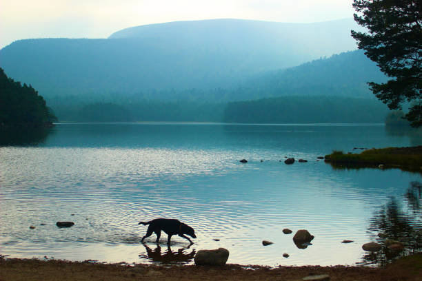 Dawn view over Loch an Eilein with a silhouette of a dog - near Aviemore, Scotland