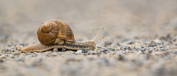 istock Snail on a gravel path 1343603650