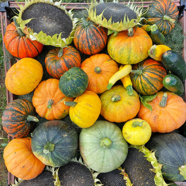 istock pumpkins and sunflowers lie on the ground 1343603816