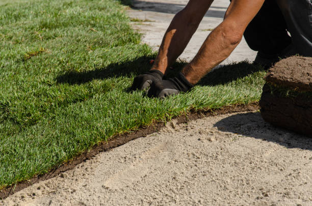 Hands of worker in gardening gloves laying sod. Applying green turf rolls, making new lawn in park. Hands of worker in gardening gloves laying sod. Applying green turf rolls, making new lawn in park landscaped stock pictures, royalty-free photos & images