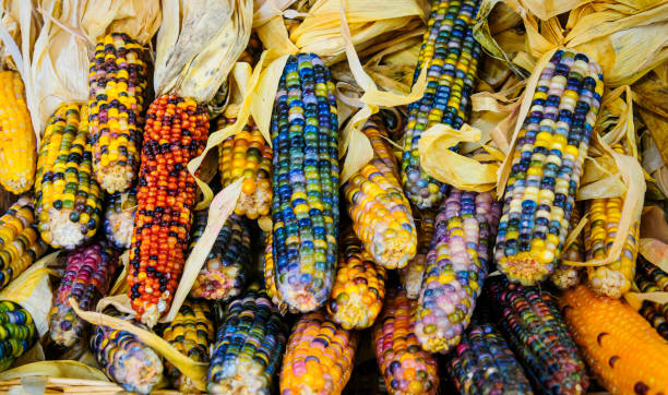 mais flint colorato - autumn corn indian corn decoration foto e immagini stock