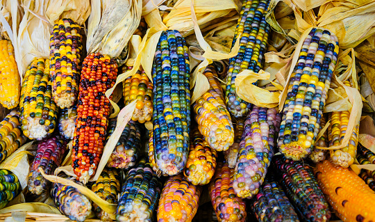 Flint corn, which comes in a multitude of colors is also known as Indian Corn. Named for its hard kernel it was the first crop introduced to early settlers by native Americans.,