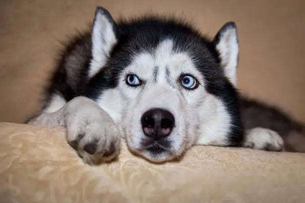 Siberian husky dog is lying on the bed. Husky dog puts his head between his paws and looks away. Portrait husky with blue eyes, front view. Close-up