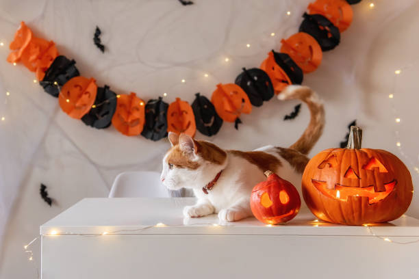istock White ginger cat sits on table next to pumpkin lantern against the backdrop of Halloween decorations 1343608202