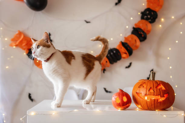 White ginger cat stands on table next to pumpkin lantern against the backdrop Halloween decorations White ginger cat stands on table next to pumpkin lanterns against the backdrop of Halloween decorations. On isolated background hanging orange black garland in spider web with bats. Pet party at home jack o lantern photos stock pictures, royalty-free photos & images