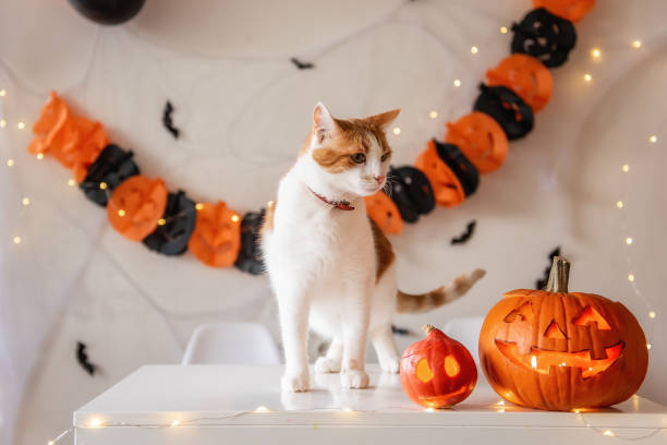 istock White ginger cat stands on table next to pumpkin lantern against the backdrop Halloween decorations 1343608229