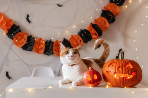 istock White ginger cat sits on table next to pumpkin lantern against the backdrop of Halloween decorations 1343608232