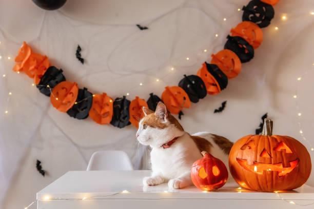 istock White ginger cat sits on table next to pumpkin lantern against the backdrop of Halloween decorations 1343608263