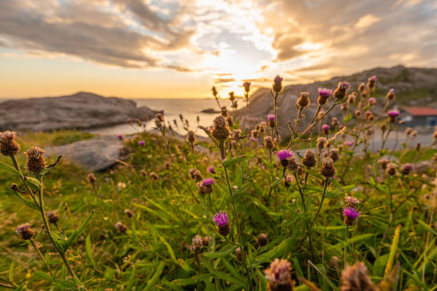 Purple flowers on cliffs in beautiful sunset.