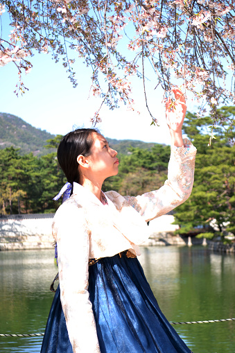 A young teen girl wearing  traditional ancient Korean dree admiring  cherry blossoms with lake and mountain on background.