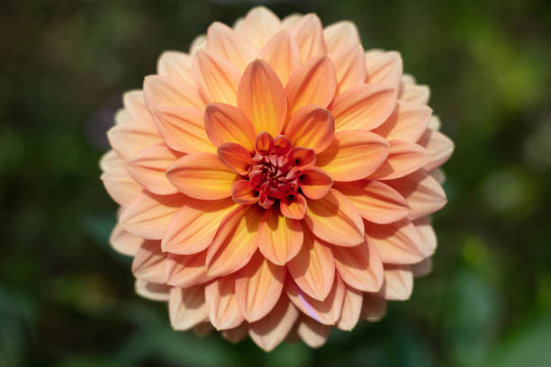 istock Dahlia in the sun 1343611333