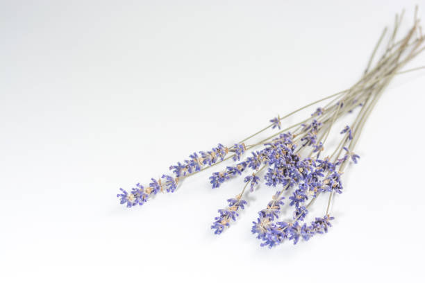 istock Dried lavender flowers on a white background. 1343611401