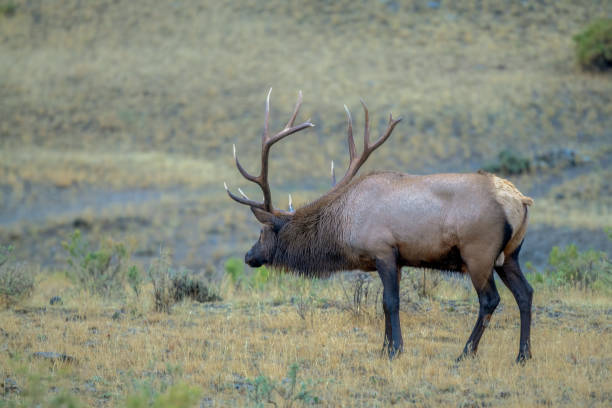 istock Elk bull stalking his cow herd to keep them close 1343612351