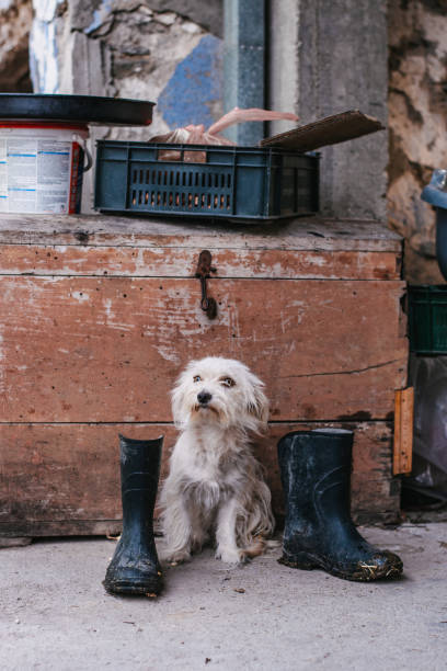 istock The dog sitting between the rubber boots. Dogs days 1343613620