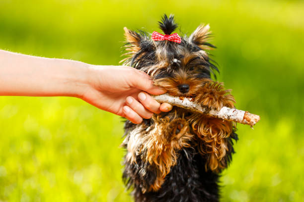 Man pulling stick from dog - small Yorkshire terrier. Summer, park.