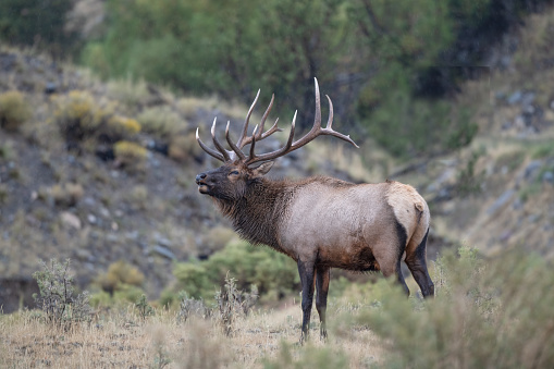 Bull Elk in Yellowstone National Park bugling during rutting season