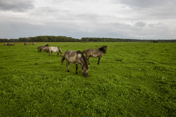 istock Group of endangered wild horses graze grass on pasture 1343616469