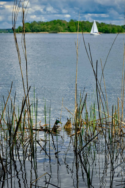 Ducks in the reeds at the banks of river Havel near "Kleines Hamphorn" stock photo