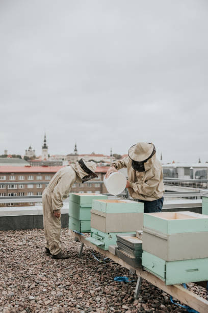 istock Two urban beekeepers working on city rooftop 1343617569