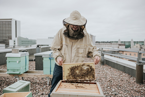 Portrait of urban beekeeper standing on rooftop, holding hive frame.