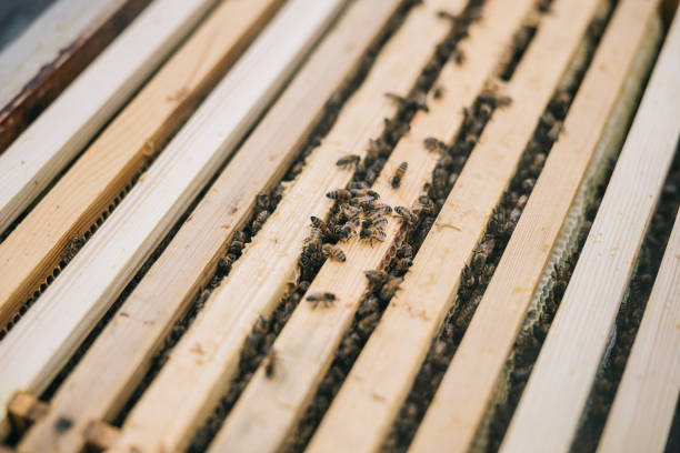 Close up of honey bees on hive frame.