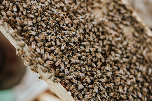 Close up of honey bees on hive frame with marked queen bee .