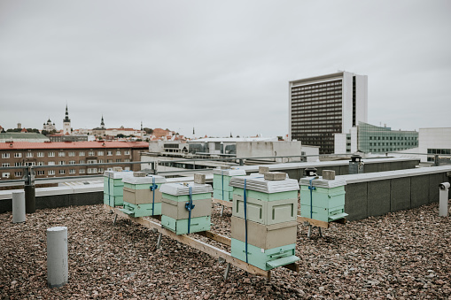 Urban bee apiary on city building rooftop