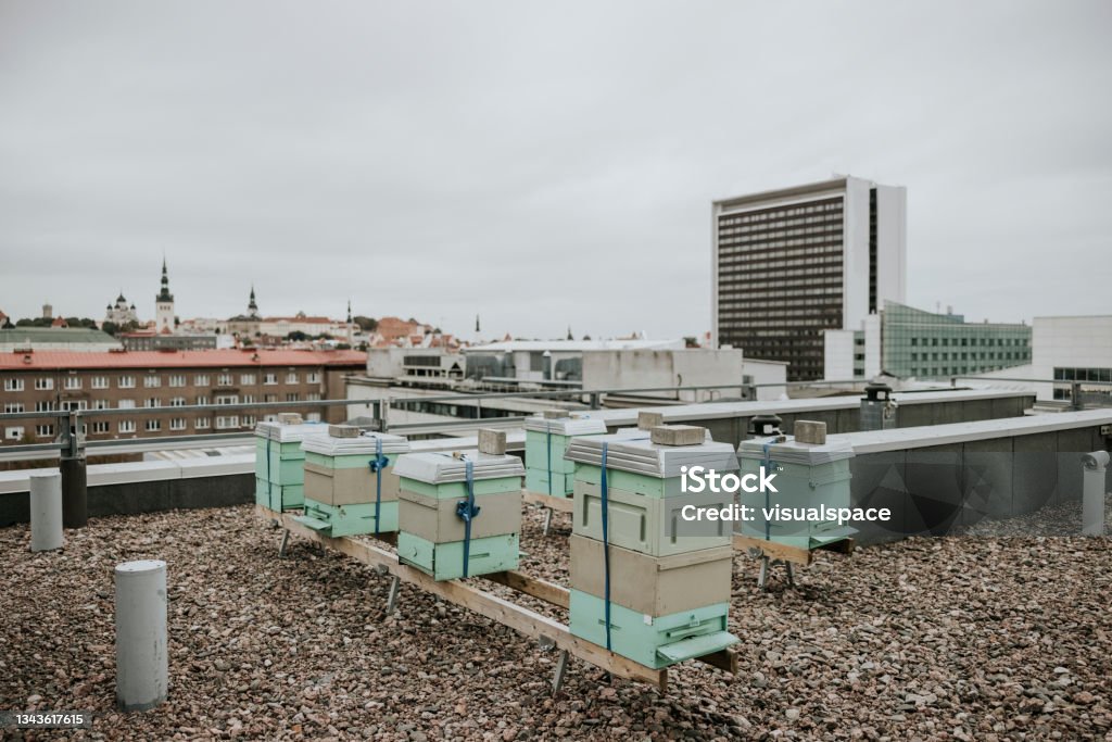 Urban apiary on rooftop Urban bee apiary on city building rooftop Beehive Stock Photo