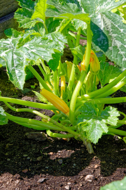 ekologiczny ogród warzywny - cukinia - zucchini zuchinni flower squash zdjęcia i obrazy z banku zdjęć