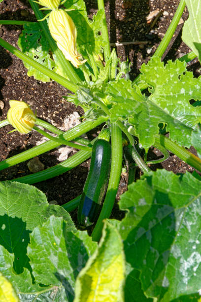 ekologiczny ogród warzywny - cukinia - zucchini zuchinni flower squash zdjęcia i obrazy z banku zdjęć