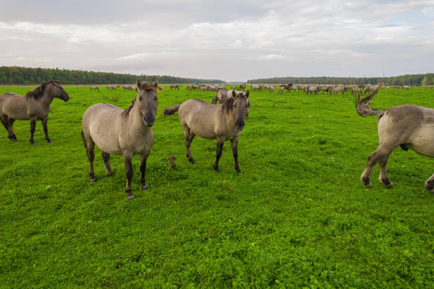 istock Group of endangered wild horses graze grass on pasture 1343618095
