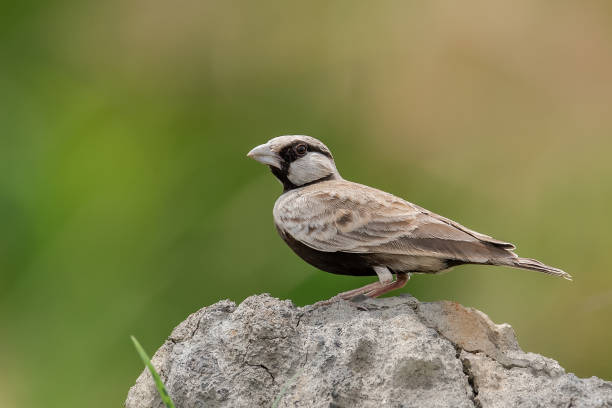 A male Ashy-crowned sparrow-lark (Eremopterix griseus) sitting in a blurred background. Rajarhat, West Bengal, India