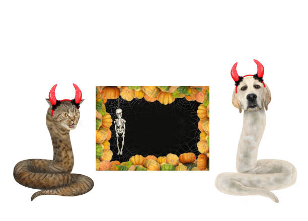 dogsnake and catsnake near black poster - color image dog snake pets imagens e fotografias de stock