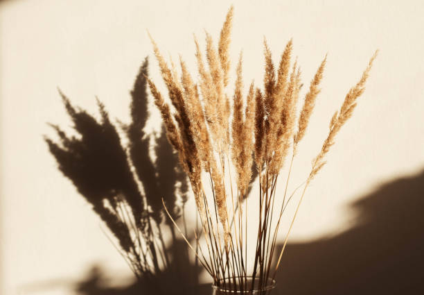istock Dry spikelets or reeds in a vase 1343619843