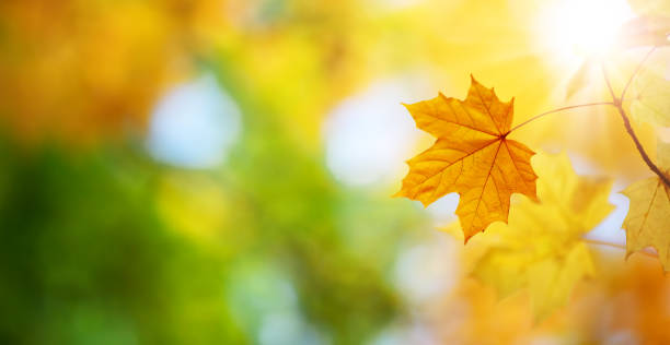 istock Maple branch with autumnal leaves on the sunny background in the forest. 1343620616