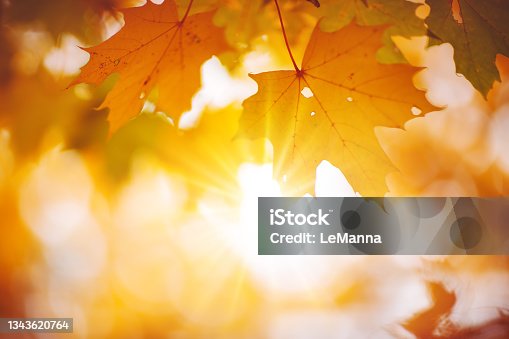 istock Maple branch with autumnal leaves on the sunny background in the forest. 1343620764