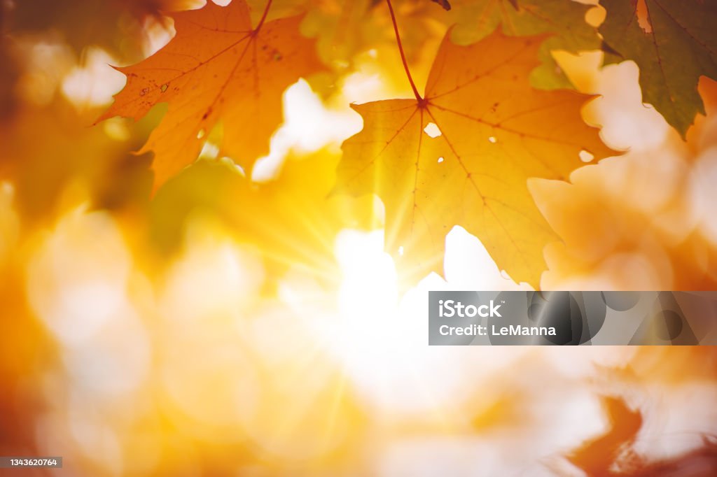 Maple branch with autumnal leaves on the sunny background in the forest. Maple branch with autumnal leaves on the sunny background in the forest. Concept of wallpaper and banner. Autumn Stock Photo