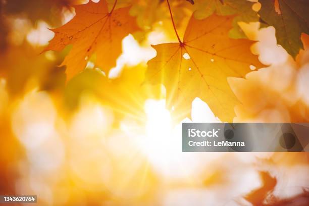 Maple Branch With Autumnal Leaves On The Sunny Background In The Forest Stock Photo - Download Image Now
