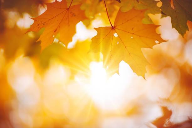 maple branch with autumnal leaves on the sunny background in the forest. - vibrant color nature october park imagens e fotografias de stock