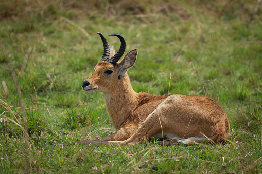 Bohor Reedbuck - Redunca redunca antelope native to central Africa, animal under the genus Redunca and in the family Bovidae, brown medium-sized antelope male laying on the grass.