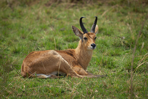 Bohor Reedbuck - Redunca redunca antelope native to central Africa, animal under the genus Redunca and in the family Bovidae, brown medium-sized antelope male laying on the grass.