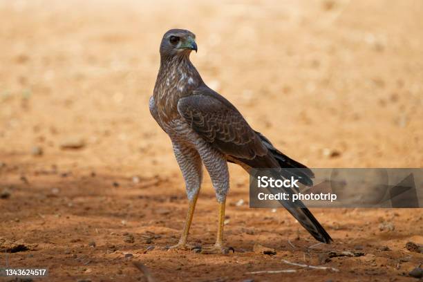 Dark Chantinggoshawk Melierax Metabates Grey Bird Of Prey In Accipitridae Found Across Subsaharan Africa And Southern Arabia Standing On The Desert On Long Legs Stock Photo - Download Image Now