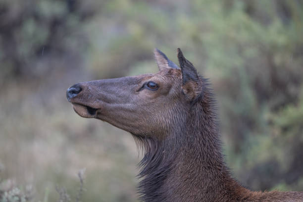 Elk cow close up ears forward  listening for bull's bugling during rutting season. This was in northern Yellowstone near Gardiner, Montana and Mammoth Hot Springs in Yellowstone National Park USA. Closest larger cities are Bozeman and Billings, Montana in western USA.