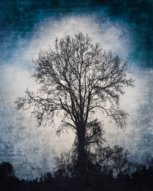 istock Tree Silhouette - Spooky Night - Atmospheric Mood 1343625973