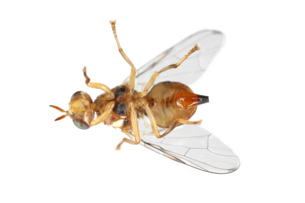 istock Olive Fruit fly- Bactrocera oleae. One of the most important olive pests. 1343626123