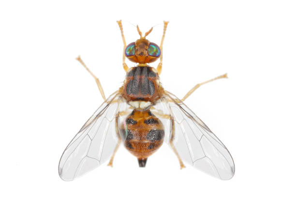 istock Olive Fruit fly- Bactrocera oleae. One of the most important olive pests. 1343626211