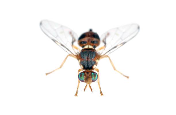 istock Olive Fruit fly- Bactrocera oleae. One of the most important olive pests. 1343626219