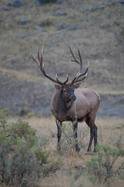 istock Elk bull (7 by 7) looking toward his cow herd to keep them close 1343627067