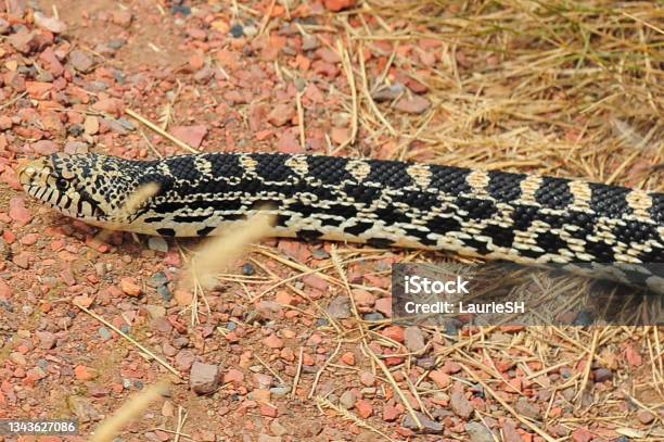 Slither The Bull Snake Stock Photo - Download Image Now - Animal, Animal Wildlife, Bullsnake